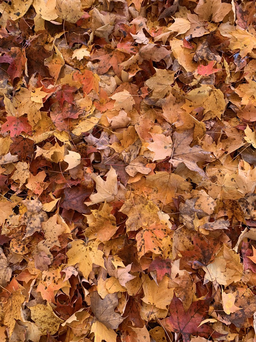 SusannaCerrato's tweet photo. Fall brought all the fun and excitement today. #noplacelikejones #theacsway @AVLCitySchools @Principal_IBJ https://t.co/H2oWRwzU8w