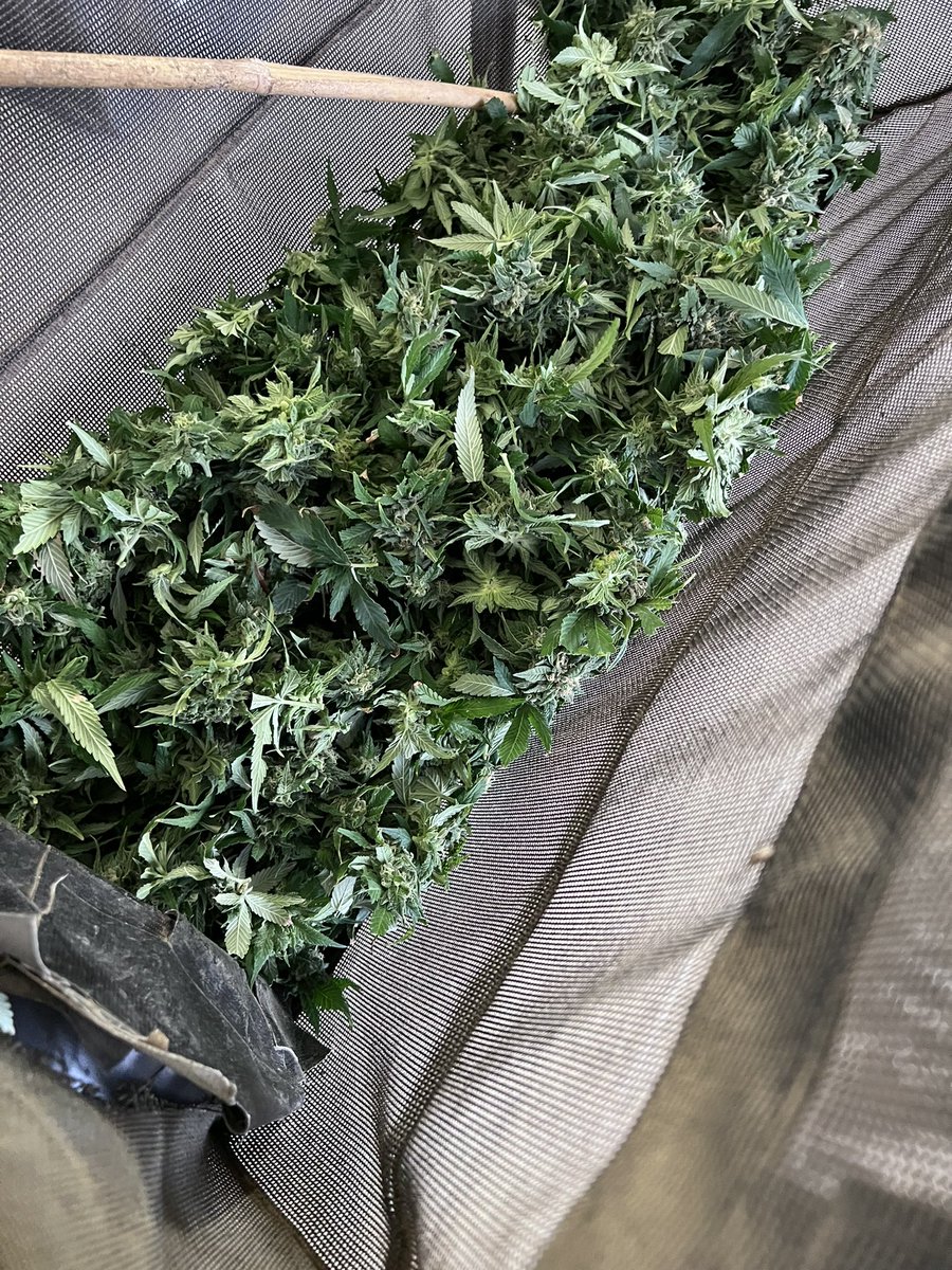 TheShow7488's tweet photo. Pot farm harvest still going. #Marprod #I502 #CenturionPro https://t.co/s3M04Ki1t6