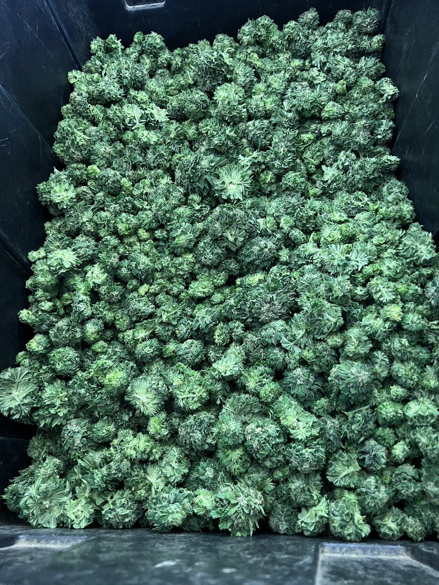 TheShow7488's tweet photo. Pot farm harvest still going. #Marprod #I502 #CenturionPro https://t.co/s3M04Ki1t6