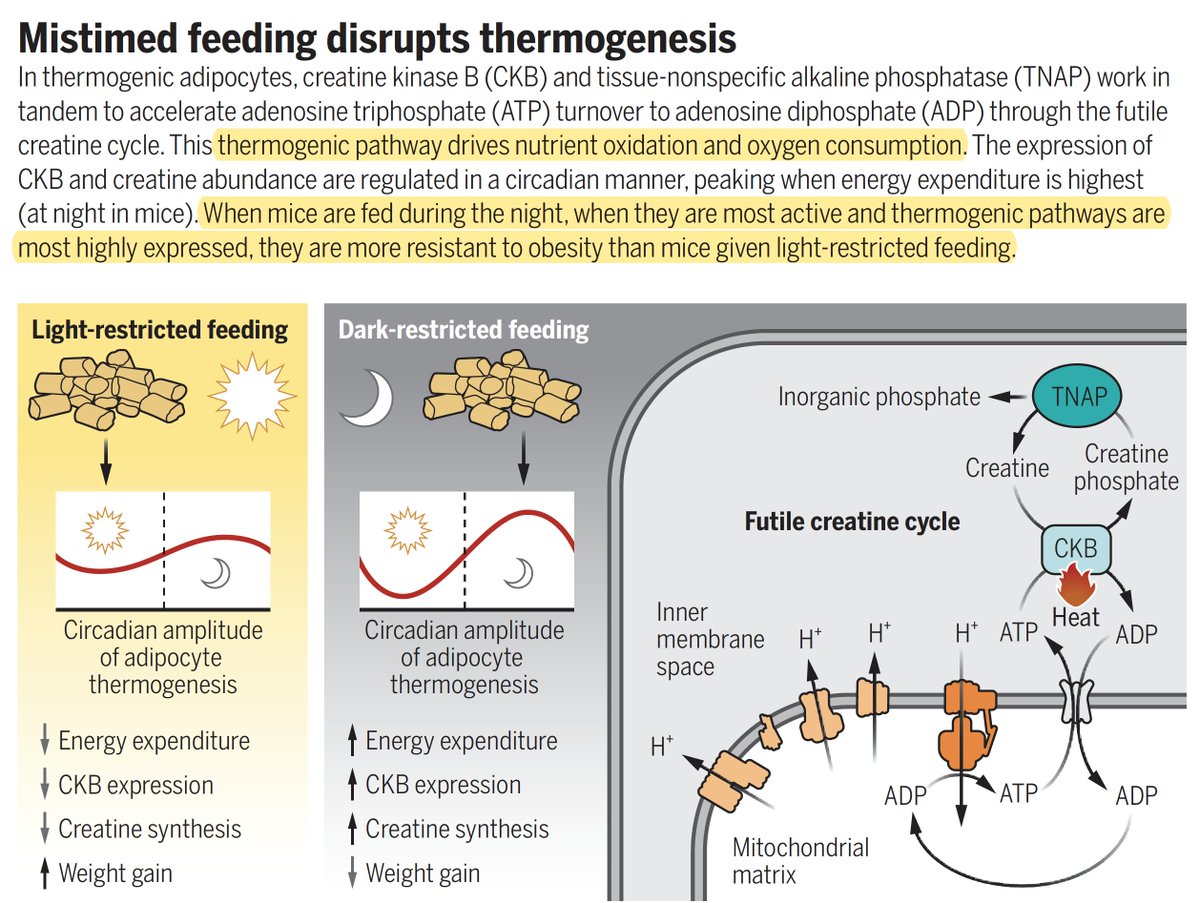 EricTopol's tweet photo. The mechanism by which time-restricted eating limits obesity (in mice)
https://t.co/gENt2Muxtq
@DamienLagarde @kazaklab @ScienceMagazine @ScienceVisuals
re:
https://t.co/DN3oCsON5y
@JoeBass91471540 and colleagues https://t.co/iVqHsgvAy8
