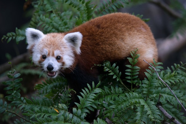 AdMoBID's tweet photo. We are heartbroken to hear that Rusty the Red Panda has passed away. Rusty was an inspiration to anyone who ever looked at the unchanging scenery of their daily lives &amp; daydreamed about breaking out of that routine in favor of an adventure in Adams Morgan. #RIPRusty #AdamsMorgan https://t.co/dZunpBiugJ