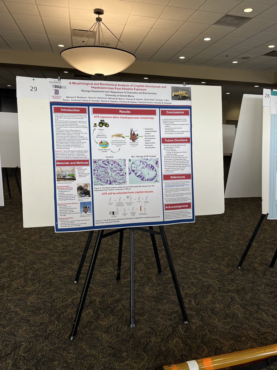 Dr. Rachelle Belanger (she/her/hers) (@rmbelanger26) on Twitter photo My undergraduate research team is set to present their research tomorrow at the Engineering and Science Research Symposium <a href="/BioDetroit/">Detroit Mercy Biology</a> <a href="/UDMces/">Detroit Mercy CES</a> #pui #undergraduateresearch My undergraduate research team is set to present their research tomorrow at the Engineering and Science Research Symposium <a href="/BioDetroit/">Detroit Mercy Biology</a> <a href="/UDMces/">Detroit Mercy CES</a> #pui #undergraduateresearch