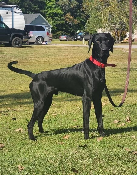 norfolk_sheriff's tweet photo. Voting is underway! The choices have been narrowed down and it is time to vote for your favorite name for our new K-9. Visit this link to vote: https://t.co/BnluDjaE45 https://t.co/6hO3MEkhuh