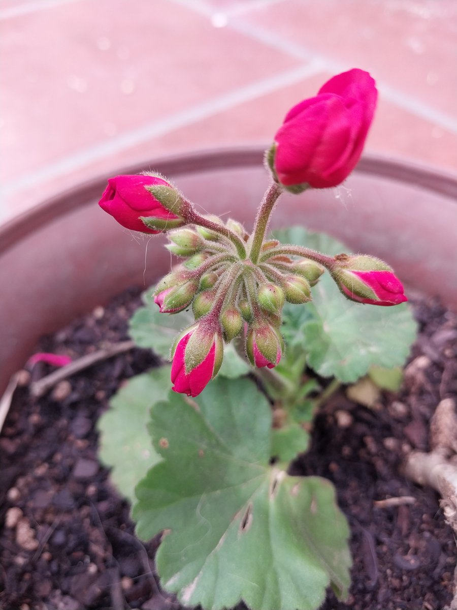 noelia28's tweet photo. Mi Malvon esta por florecer ♥️
#malvon #jardineria https://t.co/cUSUFoIdw7