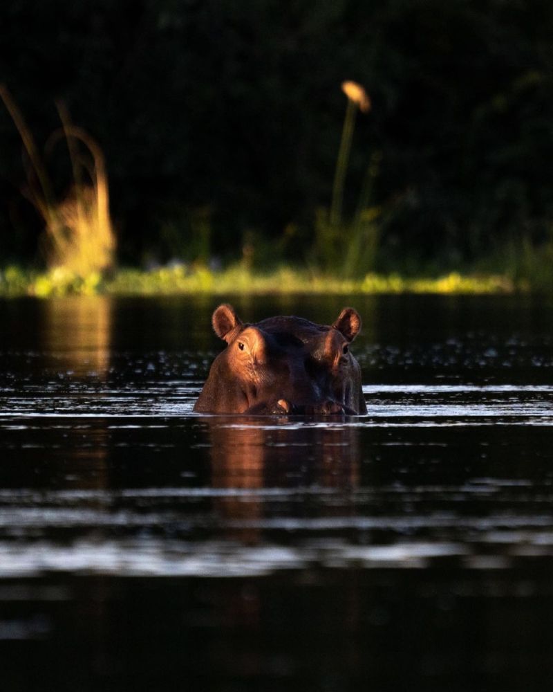 bestsafariever's tweet photo. Viewing a hippo at eye-level in a canoe while drifting down the Zambezi.

📷: Andrew Macdonald

#pioneeringtravel #travelinspiration #luxurysafari #chongwerivercamp #zambezi #zambia https://t.co/gavPfjgXdb