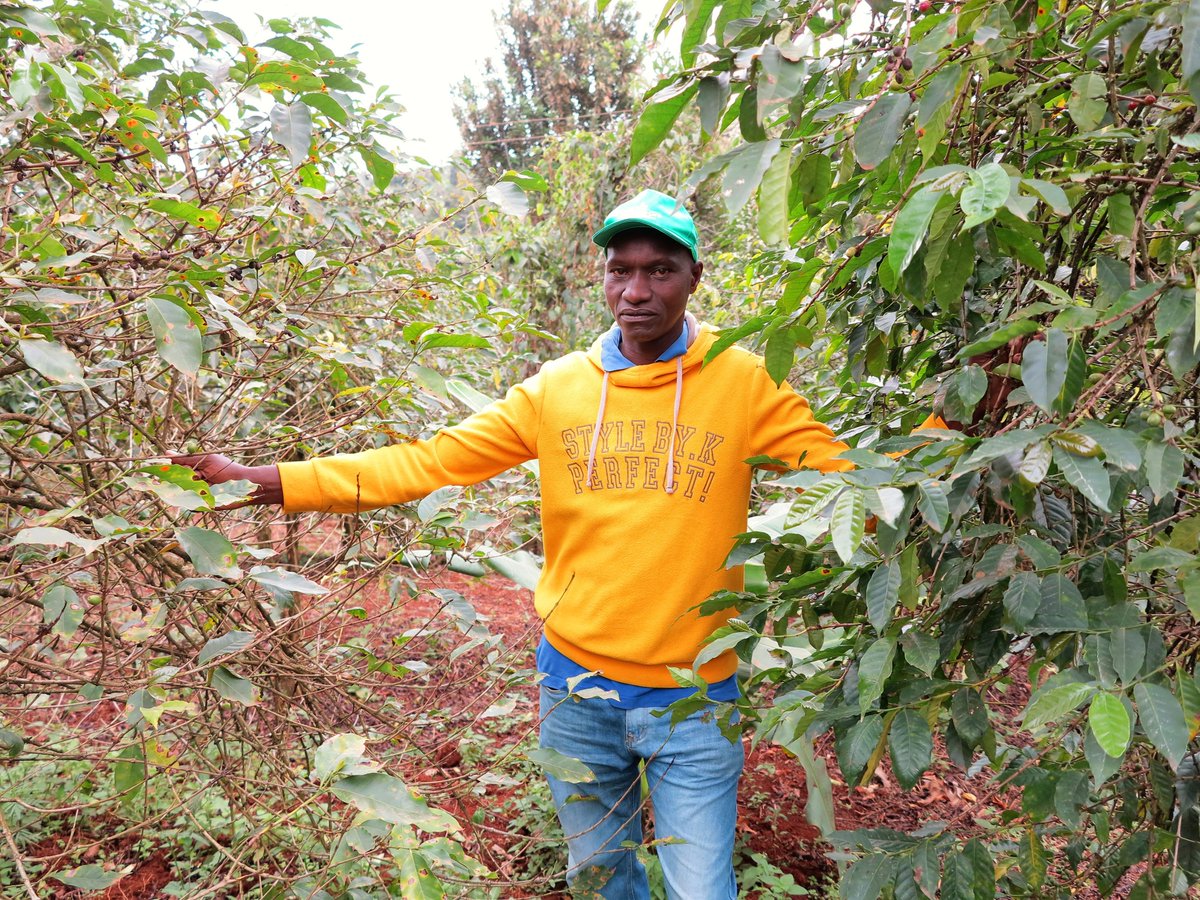 Great to review research in #Kirinyaga #Kenya on how to improve #soilhealth to quickly &amp; cost-effectively improve #coffee crop productivity. Amazing to see such a transformation within 1 month! #regenerative #savesoil #producemorewithless #sustainablecoffee