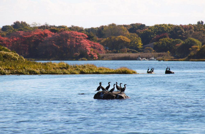 SaveTheBayRI's tweet photo. 🚨 Spots available on our Saturday Seal Tour &amp; Nature Cruise out of Westerly! https://t.co/gcxItLazLp

Take a 90-minute scenic ride down the Pawcatuck River into Little Narragansett Bay for the peaceful views of gorgeous fall foliage and a glimpse of our earliest winter visitors. https://t.co/dnQMXpVUcT