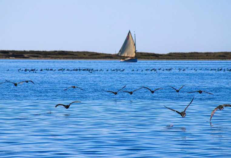 SaveTheBayRI's tweet photo. 🚨 Spots available on our Saturday Seal Tour &amp; Nature Cruise out of Westerly! https://t.co/gcxItLazLp

Take a 90-minute scenic ride down the Pawcatuck River into Little Narragansett Bay for the peaceful views of gorgeous fall foliage and a glimpse of our earliest winter visitors. https://t.co/dnQMXpVUcT