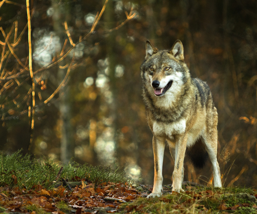 HourlyWolves presents: