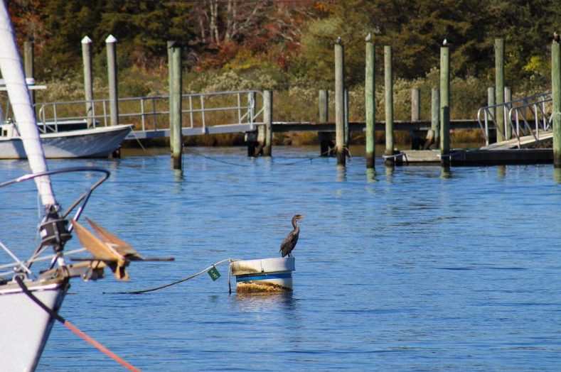 SaveTheBayRI's tweet photo. 🚨 Spots available on our Saturday Seal Tour &amp; Nature Cruise out of Westerly! https://t.co/gcxItLazLp

Take a 90-minute scenic ride down the Pawcatuck River into Little Narragansett Bay for the peaceful views of gorgeous fall foliage and a glimpse of our earliest winter visitors. https://t.co/dnQMXpVUcT