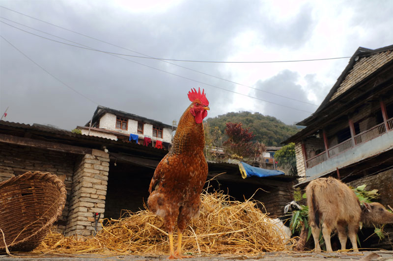 eugpower's tweet photo. "Hen"
#gurung #farming #village #subsistencefarming #teahouse #himalayas #nepal #travel #travelphotography #animalphotography #mardihimil https://t.co/Wyxb63n6ef