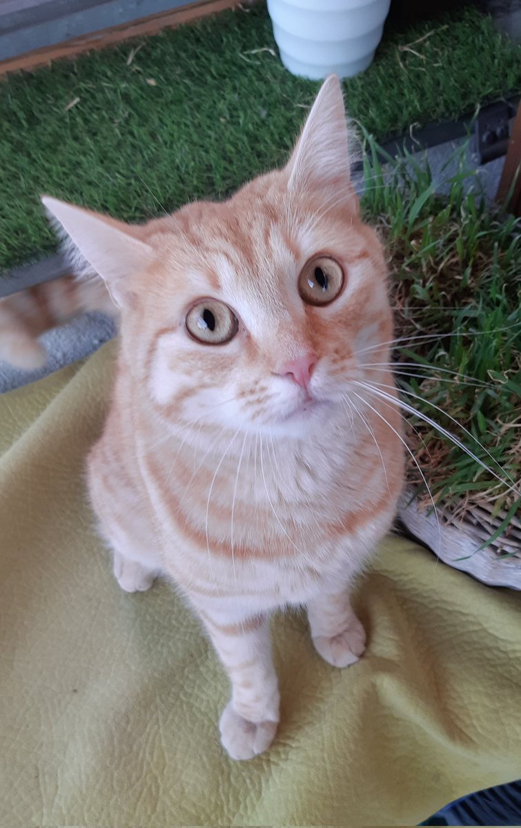 d'Katz will nicht herein kommen,ich möchte aber in's Bett gehen.