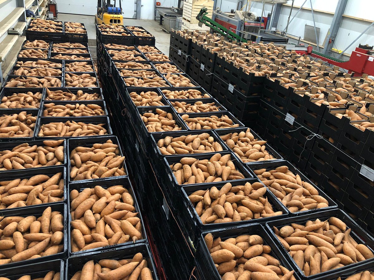 Jumpingsjaak's tweet photo. Het Zoete Pieper seizoen zit er weer op! Nu is het tijd om ze te wassen en te sorteren.

Interesse? Neem contact op voor de mogelijkheden! Voor zowel versmarkt als de verwerkende industrie.

0630865571 https://t.co/1Cr3pn2pMX