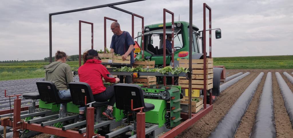 Het Zoete Pieper seizoen zit er weer op! Nu is het tijd om ze te wassen en te sorteren.

Interesse? Neem contact op voor de mogelijkheden! Voor zowel versmarkt als de verwerkende industrie.

0630865571
