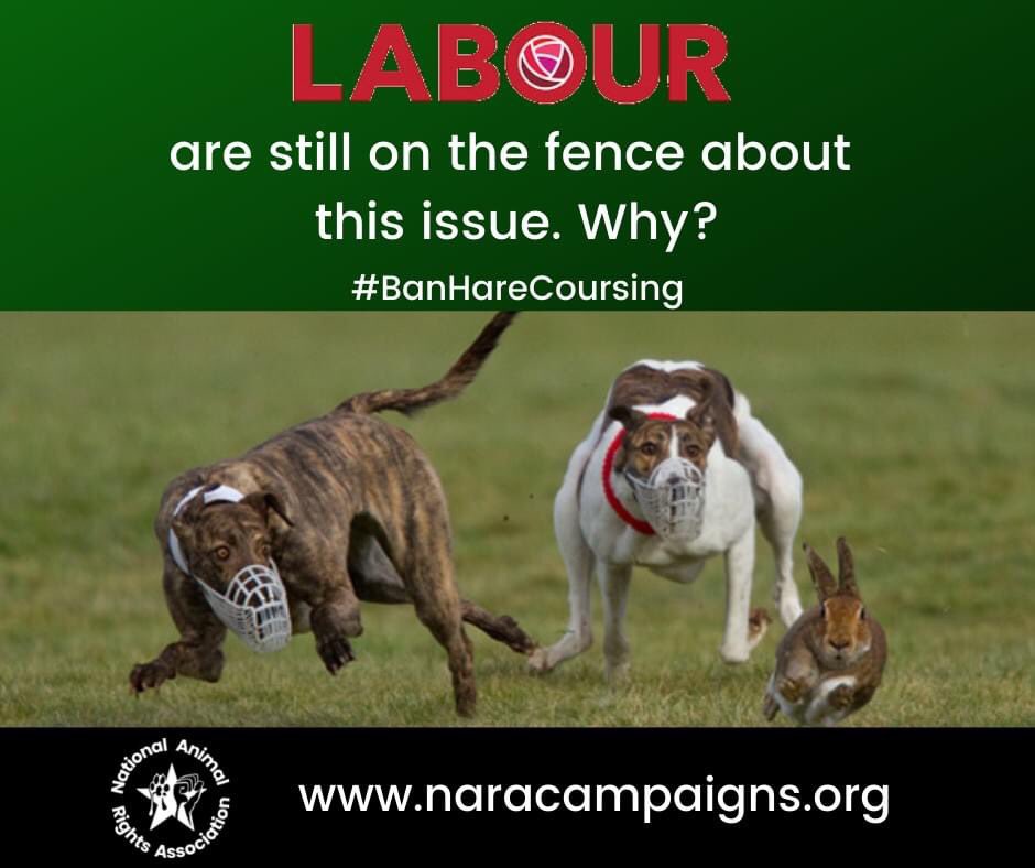 🐇 What's there to be on the fence about? Contact Labour today and urge them to take a compassionate stance on this issue! FURTHER READING 👇 🔘 naracampaigns.org/hare-coursing/ 🔘 naracampaigns.org/bill-to-ban-ha… 🔘drive.google.com/file/d/1XgWtyg… #BanHareCoursing