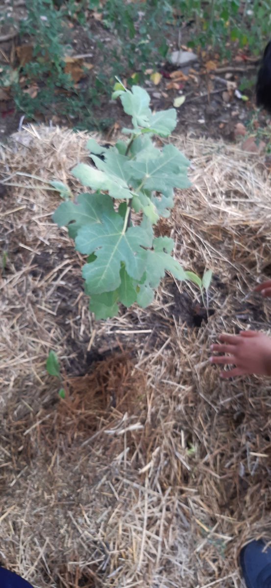 co_laval's tweet photo. Premières plantations dans l'Aire educative terrestre gérée par les élèves d'Ulis du @ColJjaures82. Un moment de joie pure ! Très fiers que notre projet soit validé🌸🦋🐌
 Merci @OFBiodiversite @fne82 @çamontenbas https://t.co/cLe0SaGadN