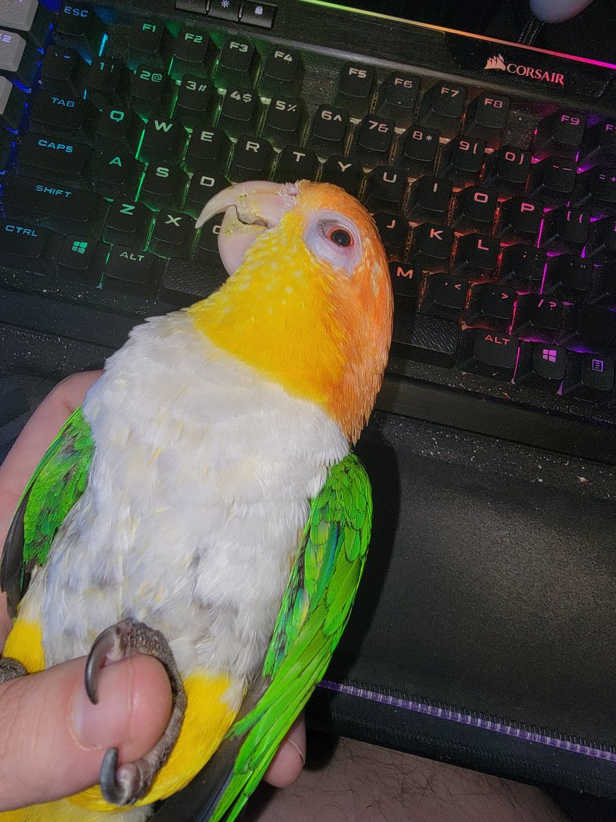 Copper is being held like a hot dog until <a href="/TeamGreenTwitch/">Team Green Gaming</a> gets to $100. twitch.tv/teamgreengaming