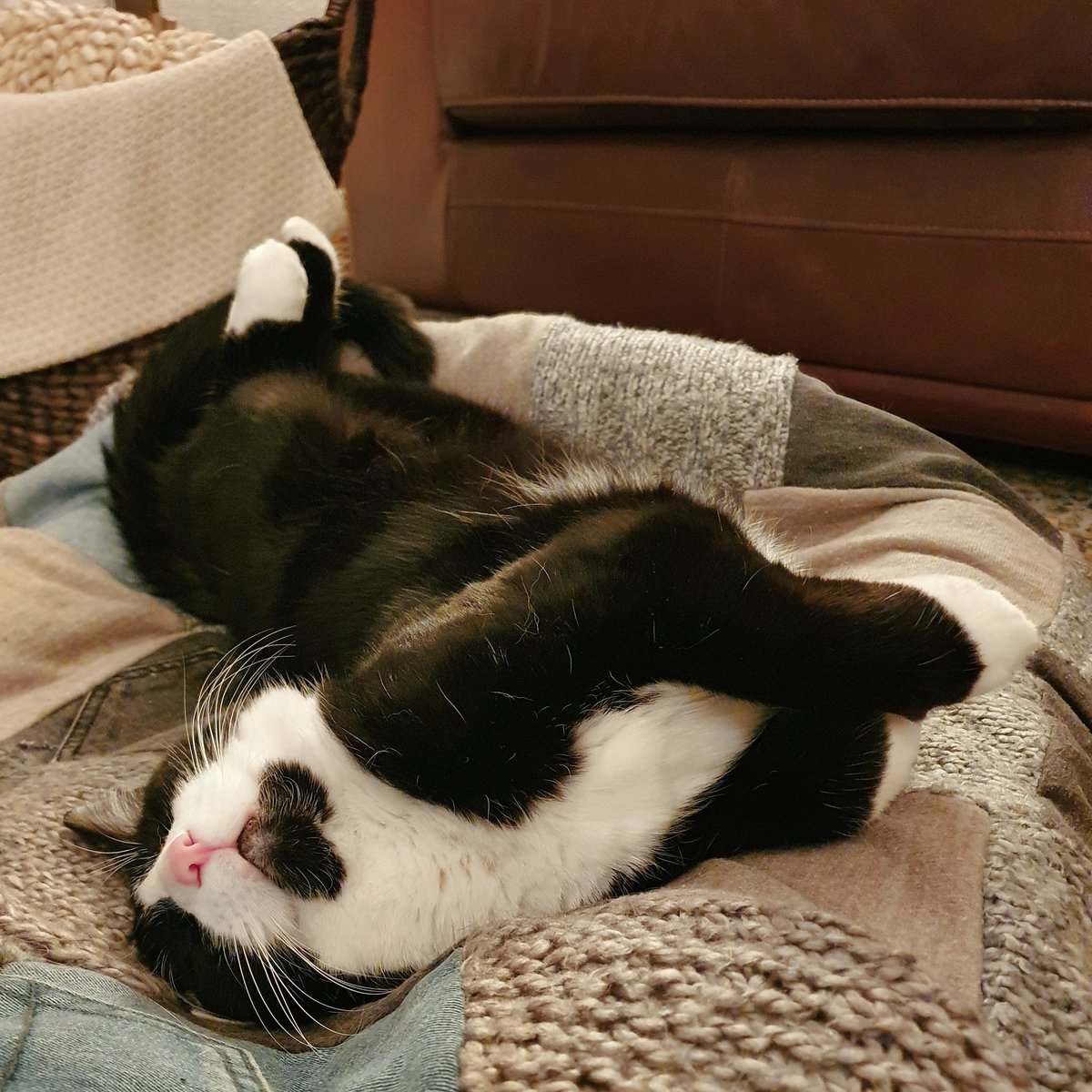 BootHillBunk's tweet photo. Anyway. Enough of Tory t***s, here's one of the cats. (Fire's just to the left, out of shot.)

#CatsOfTwitter https://t.co/z5HhAbYPAr