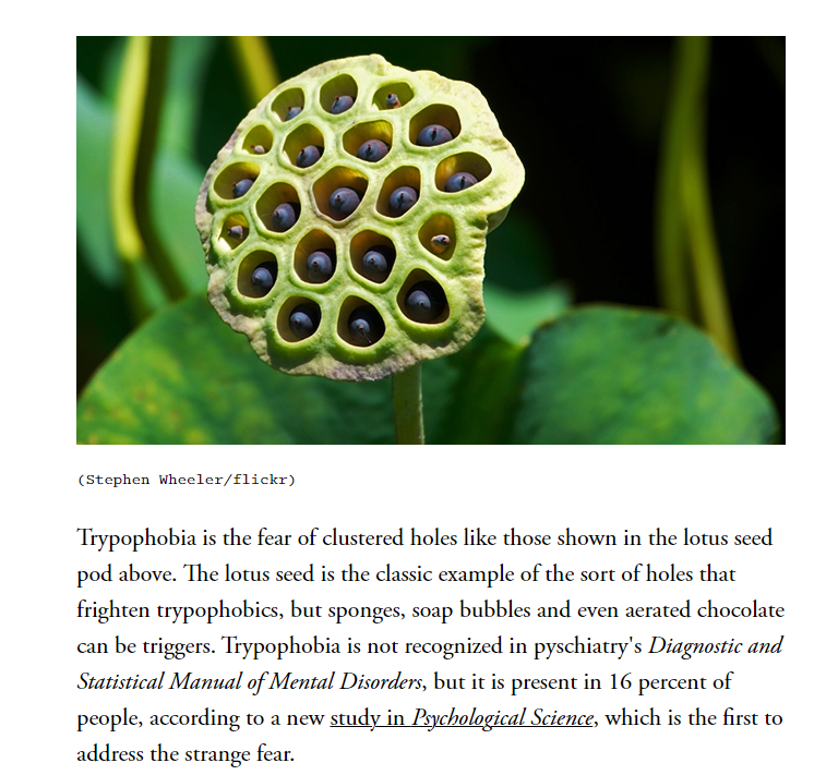 lotus pods trypophobia