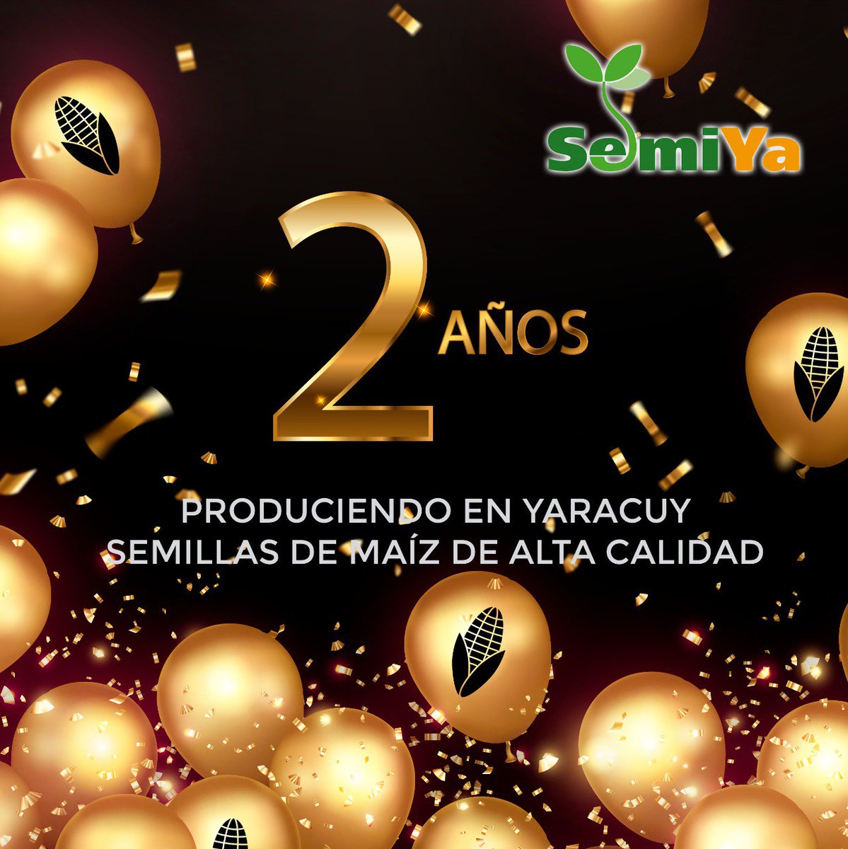 Semiyaofficial's tweet photo. ¡Hoy celebramos nuestro segundo aniversario! 🎉

2 años produciendo en Yaracuy semillas de maíz de calidad. Seguiremos trabajando por más. 🎉

#SemiYa #semilla #aniversario #Yaracuy #YaracuyPUEDE #maiz #maizblanco https://t.co/mQ1UxsY2bW