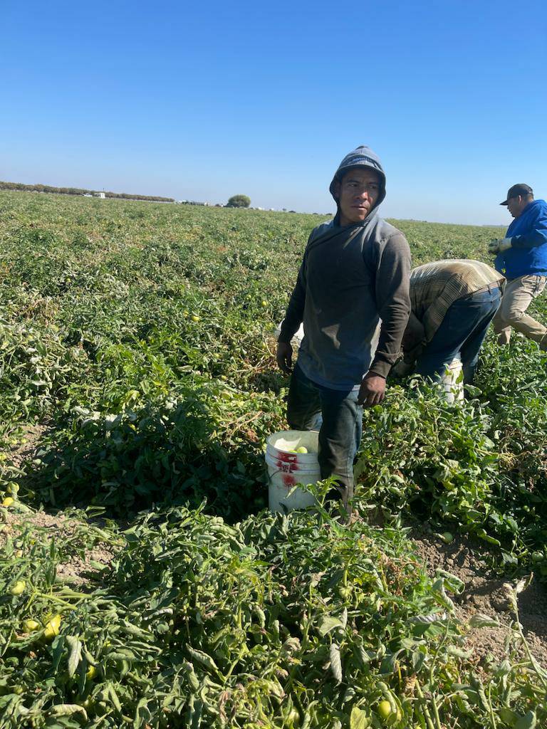 The tomato season is in full swing in Firebaugh CA. Farm workers are paid by the bucket of tomatoes picked and since they spend 6-8 hours hunched over need to stand up and stretch every so often to alleviate the pain in their lower backs. #WeFeedYou