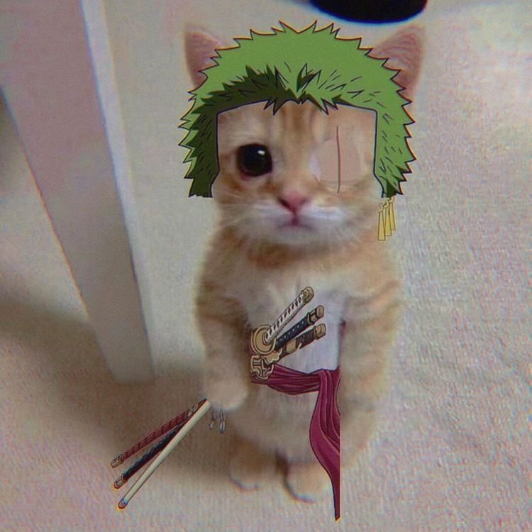 strawhats's tweet photo. zoro kitty. https://t.co/lzgs3jVrWP