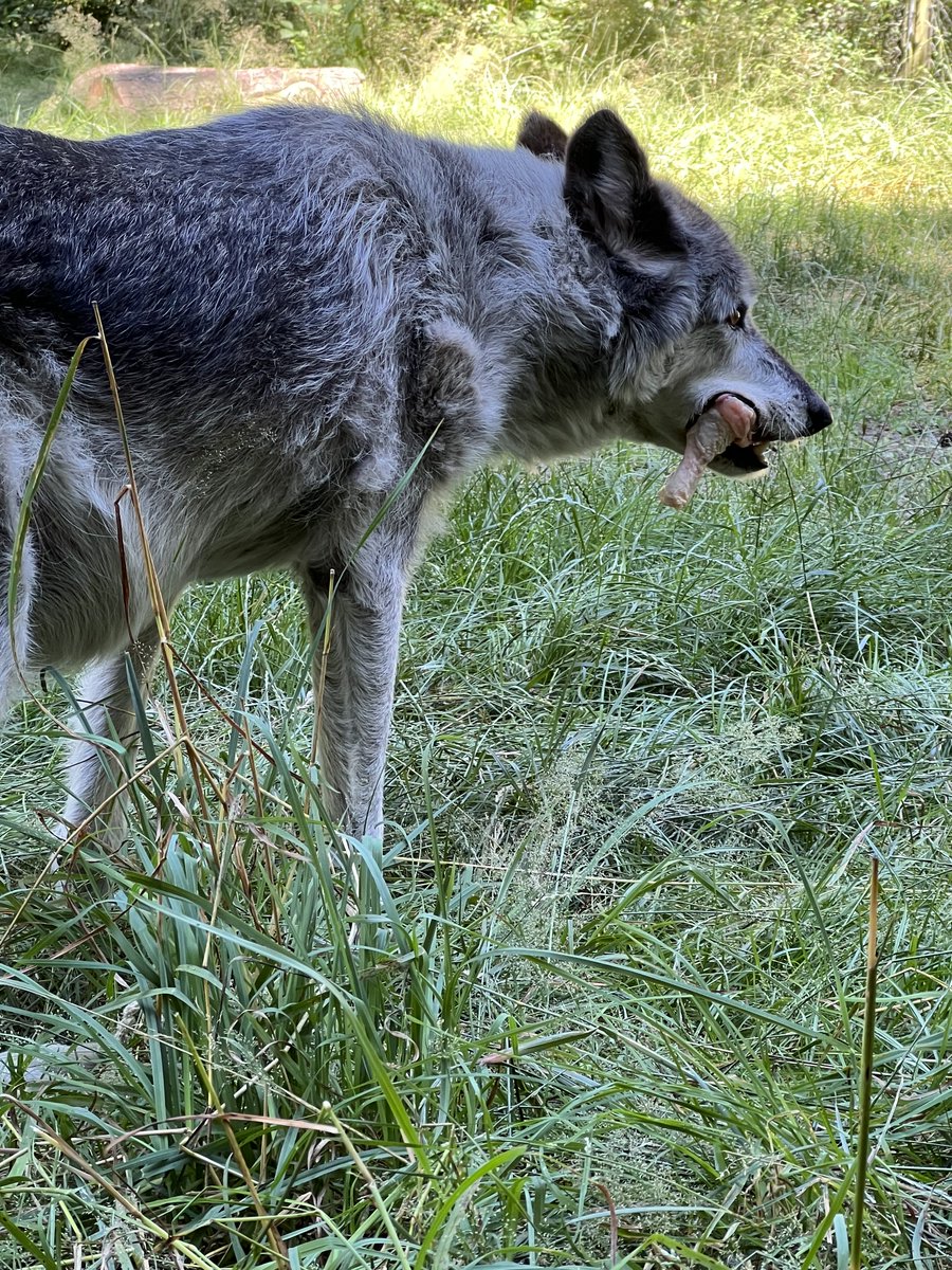wolfhavenint's tweet photo. Some of our residents get right down to the business of eating, while others cache their meal to enjoy at a later time. Male wolfdog Houston wastes no time and gets right to work on his drumstick!
#sanctuary #education #conservation #wolves #wolfsanctuary #pnw #toeatornottoeat https://t.co/GseTh6n5T5