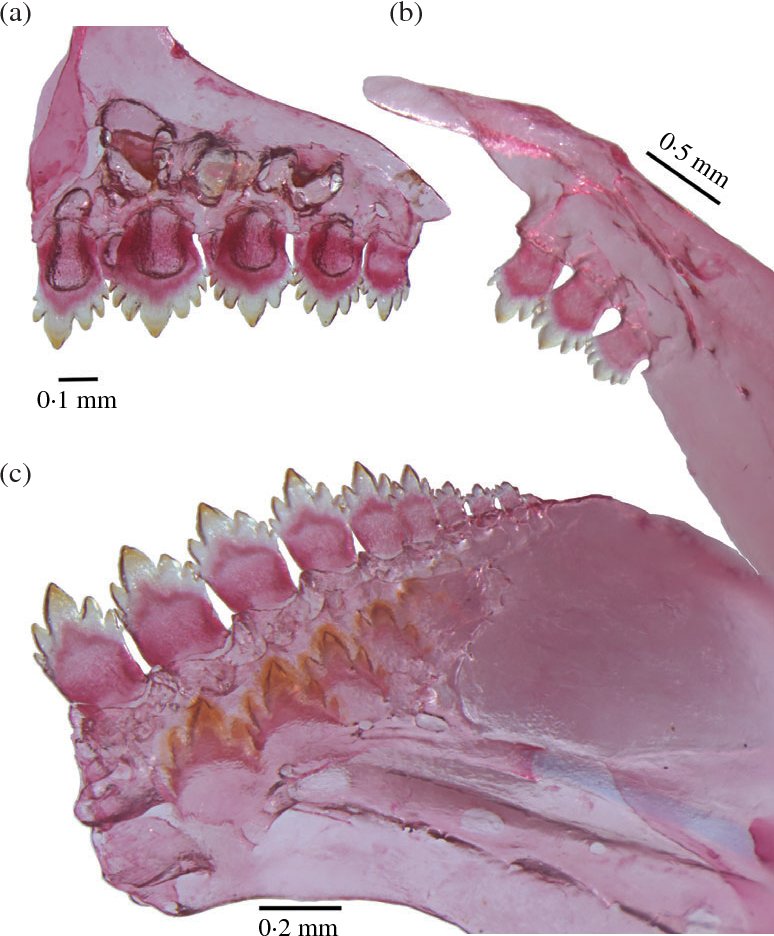 John P. Friel, Ph.D. tweet media