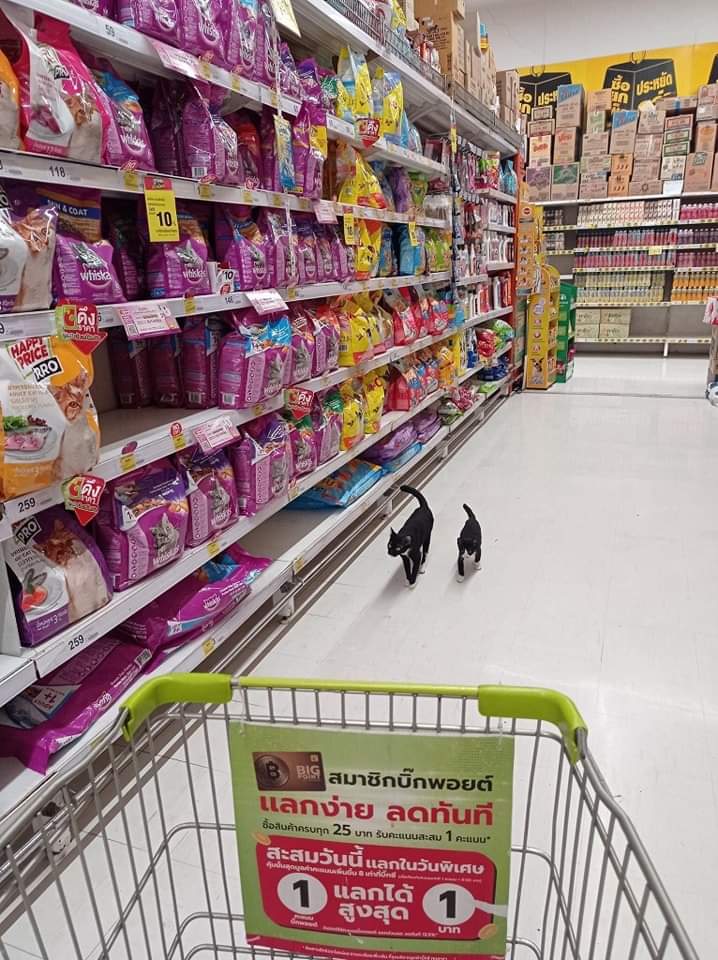 gatitos_qctd's tweet photo. Amá, ¿Me compras algo? https://t.co/bKEHCoQrly