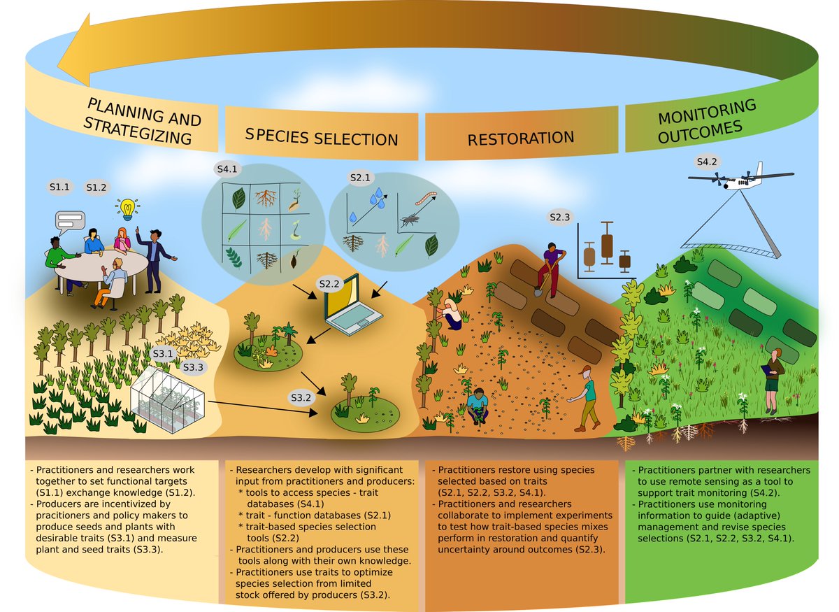 Why aren't traits used in the actual practice of ecological restoration? How do we move forward?

Check our #generationrestoration perspectives here ➡️doi.org/10.1111/rec.13…, 
by an amazing collaborative team, with <a href="/TomKMerchant/">Thomas Merchant</a> <a href="/isabel_ecology/">Isabel de Silva, PhD</a> @hennhouse11 <a href="/KatharineSuding/">Katharine Suding</a>