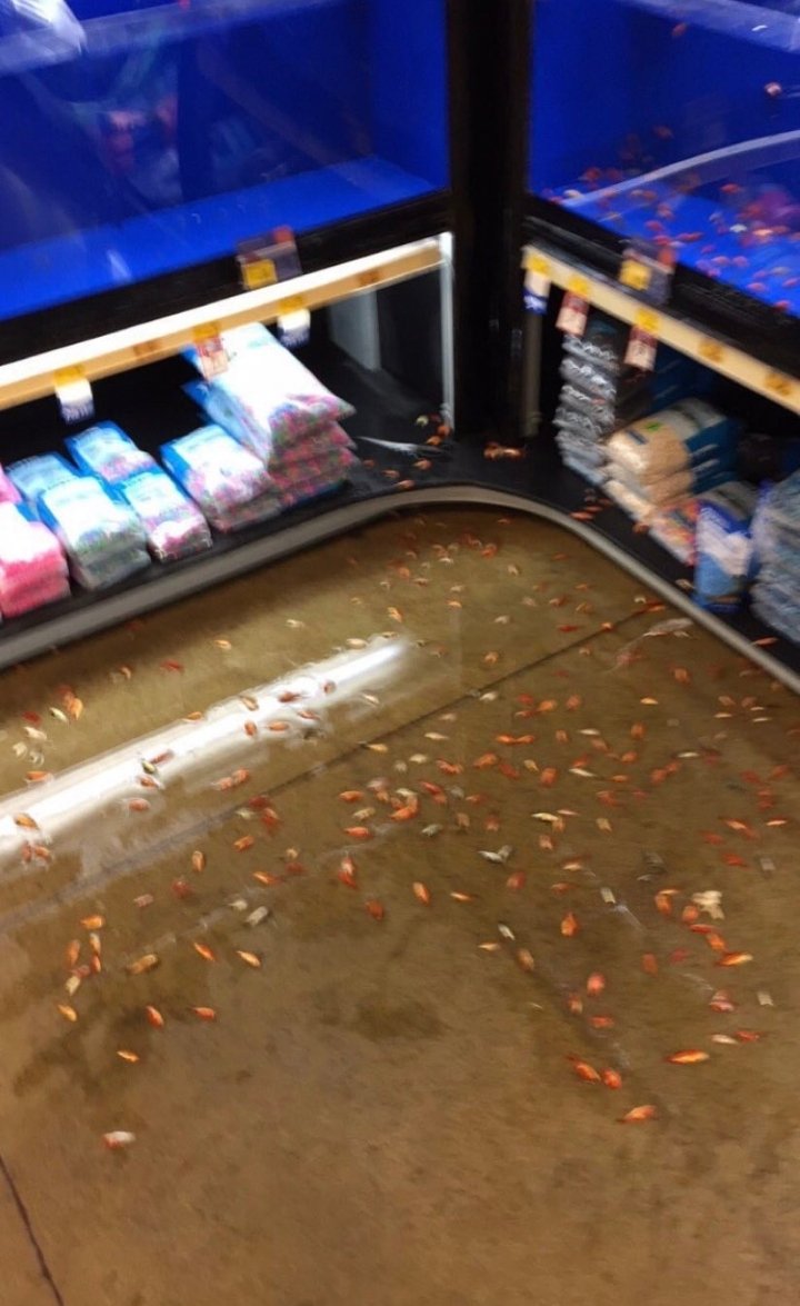 nico‎ 𓅃 tweet media