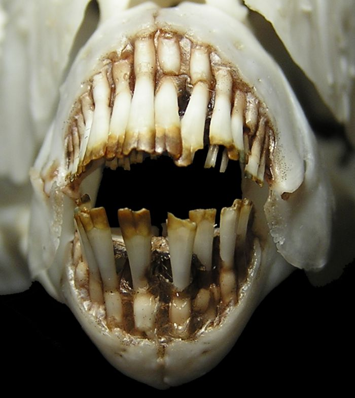 John P. Friel, Ph.D. tweet media