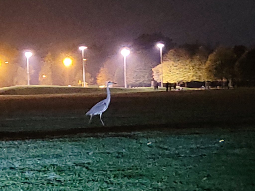 Running2staysa1's tweet photo. Evening cycle through UEA and Eaton park to get to NNUH for a ct scan, tiring after a day at work but glad for late eve app to get it done ASAP. #eveningcycle #heron #peaceful https://t.co/pgtJqXmMPp