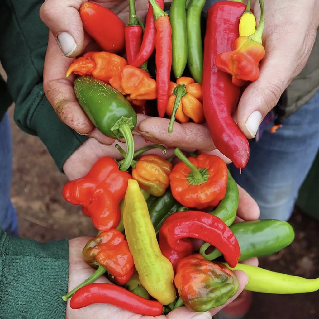 Get your hands on some fresh Manx-grown chillies again this Sat 22/10 1-4PM Pick your own, ask questions and spice up your weekend! Scorpion Sauce, Chilli Ketchup, Lemon &amp; Herb Hot Sauce, Ltd Ed Reaper Hot-Tu-Naa plus Chilli Oil and Chilli Flakes all available too! #supportlocal