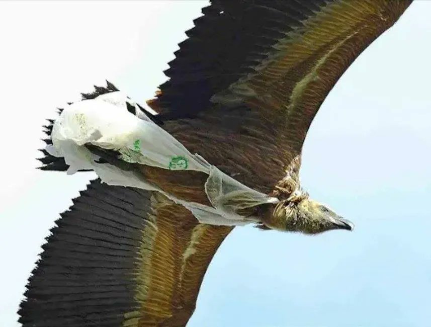Ahí acaba el plástico de un sólo uso que no desechas adecuadamente 😢