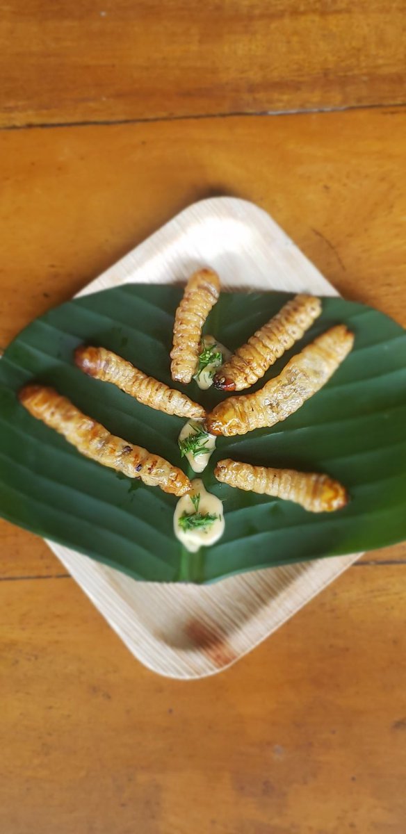 Delicatessen del bosque. Inspirados en la cocina de <a href="/rodrigopachecoE/">Chef Rodrigo Pacheco</a> aquí experimentando antes de la reapertura de la nueva cocina de Maquipucuna. Las primeras 3 personas que adivinen los ingredientes tendrán 10% de descuento en el tour de avistamiento de osos.