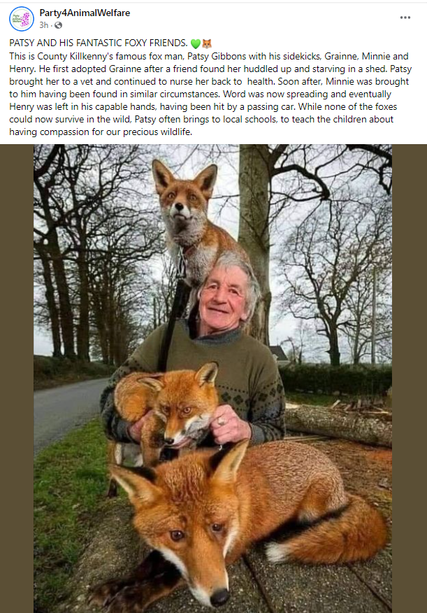 PATSY AND HIS FANTASTIC FOXY FRIENDS. 💚🦊 This is County #Killkenny's famous #foxman Patsy Gibbons with his sidekicks, Grainne, Minnie and Henry. He first adopted Grainne after a friend found her huddled up and starving in a shed. #banfoxhunting #forfoxsake🦊🦊 #banbloodsports