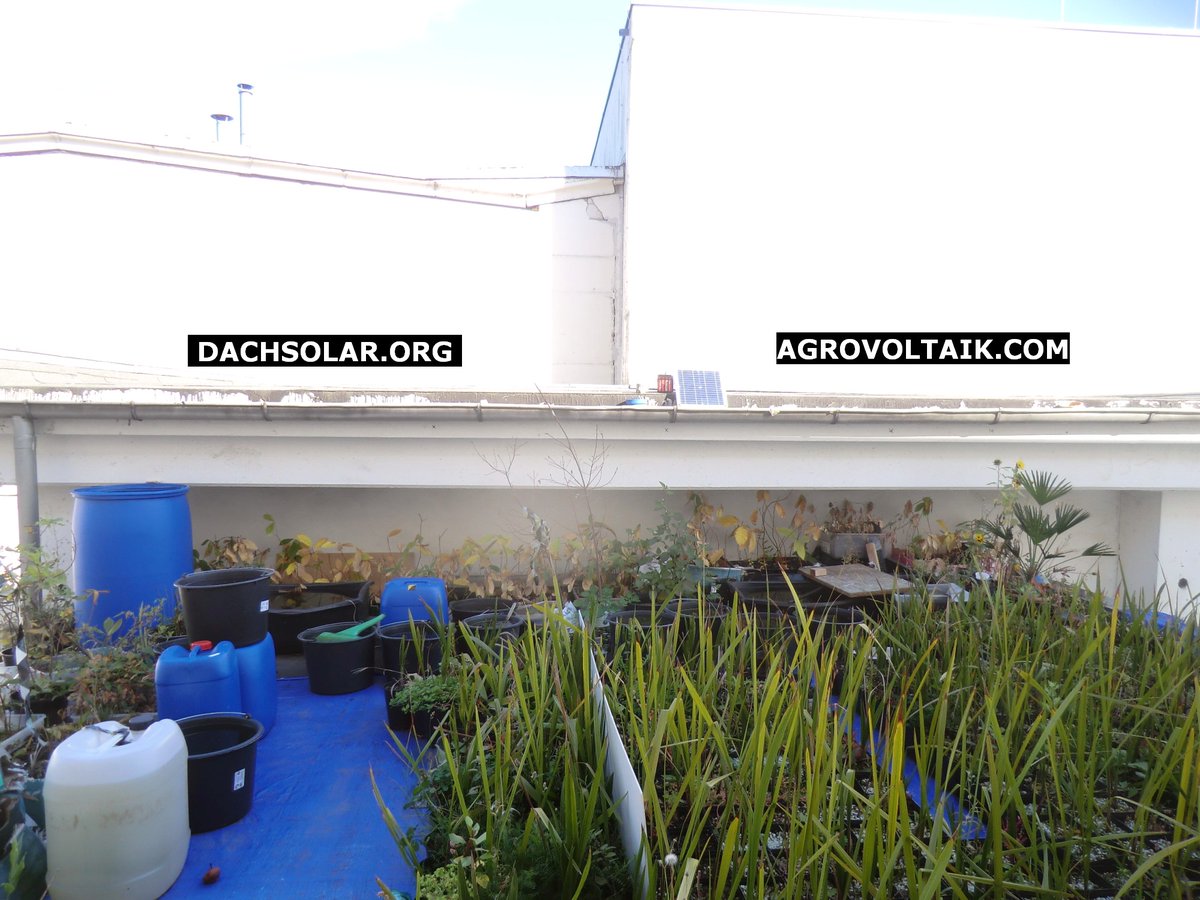 Greening_Camp's tweet photo. Shared interesting articles, useful tweets and tips for solar facades, roofs and green rooftops below. Will install next year more solar panels on the roofs or rooftop above the facility, solar facades are also possible on sides with much sun. #AgriPV #EE #SolarDach #RoofSolar https://t.co/IoXCYVuurG