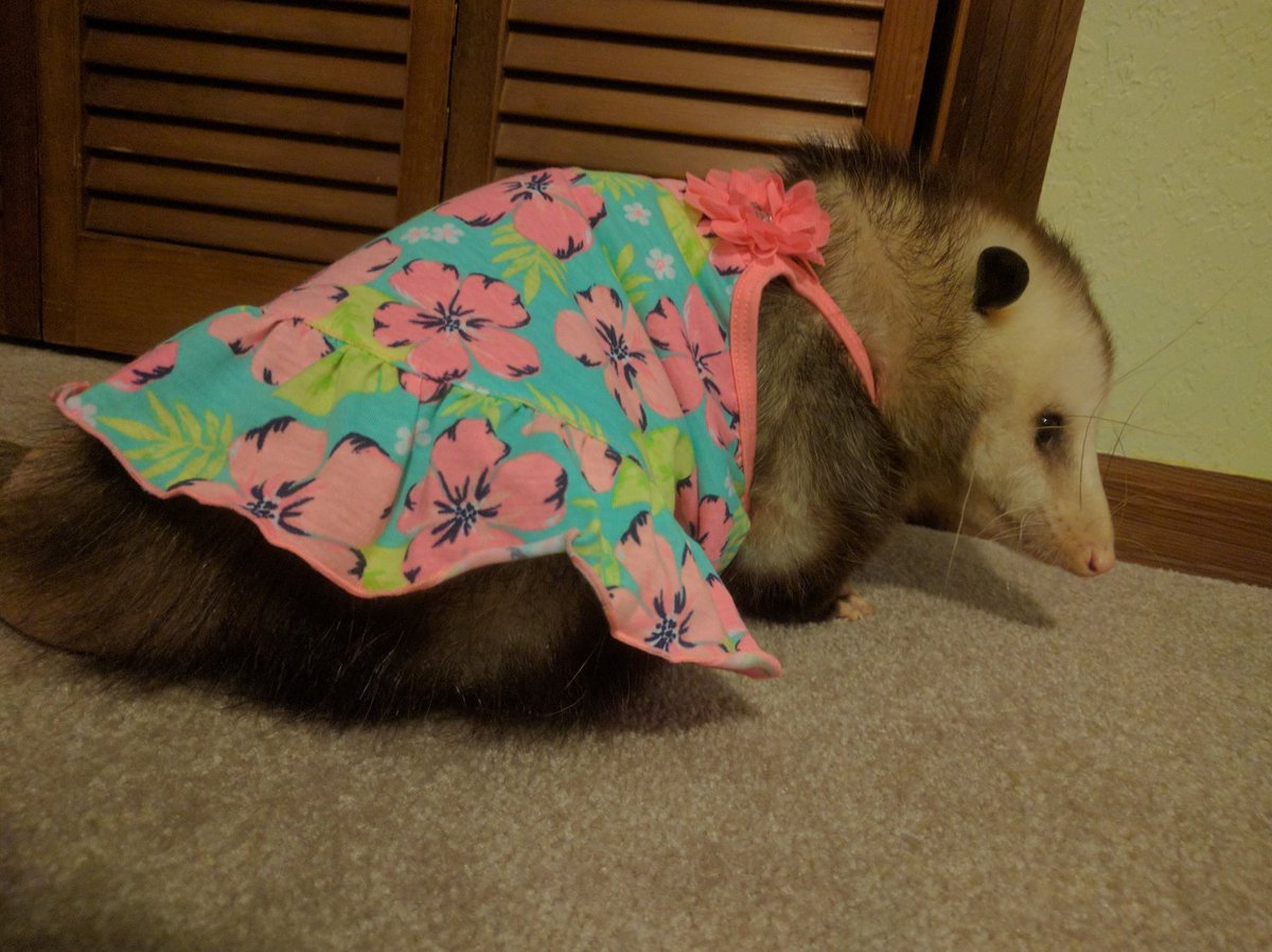 король троллейбуса tweet media