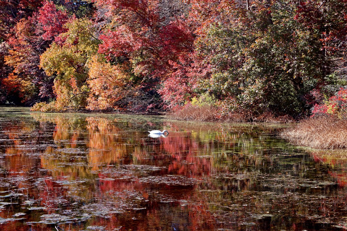 NYstateparks's tweet photo. Coming soon to #LongIsland. (Photo from 2018)

📍Caleb Smith State Park Preserve
📷Kathleen Silver https://t.co/loF9bPSVlY