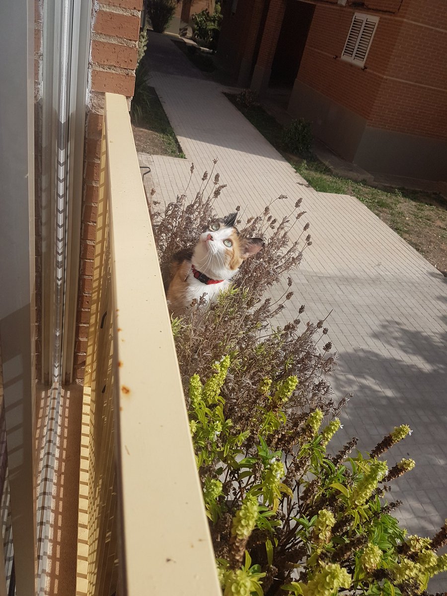 Kelaa46's tweet photo. Ahora que comienza el otoño, he decidido plantar a mi hermana la peque en las macetas de la ventana... Y ver que ocurre 😇 https://t.co/OTMwcEGzG2