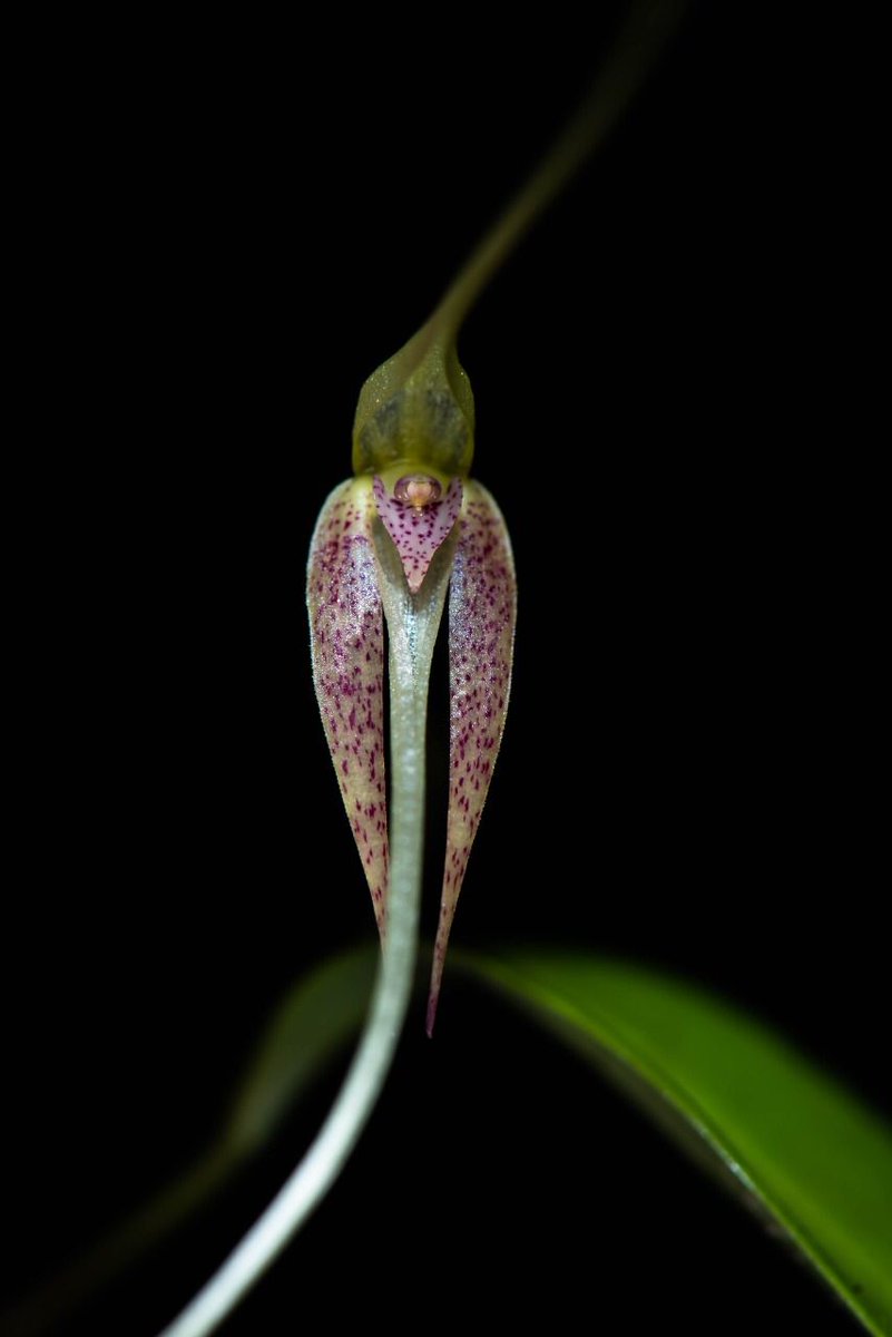 ParquesColombia's tweet photo. #NoticiasPositivas | Una nueva especie de orquídea fue descrita en zona amortiguadora del PNN Farallones de Cali. Danny Mora, Sebastián Moreno y Robinson Galindo-T, hallaron esta planta, su nombre es Pleurothallis mark-wilsonii 📖https://t.co/u1ZxqjNOQy https://t.co/hUSu4knim1