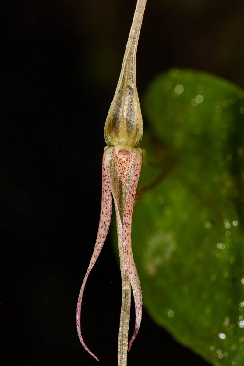 ParquesColombia's tweet photo. #NoticiasPositivas | Una nueva especie de orquídea fue descrita en zona amortiguadora del PNN Farallones de Cali. Danny Mora, Sebastián Moreno y Robinson Galindo-T, hallaron esta planta, su nombre es Pleurothallis mark-wilsonii 📖https://t.co/u1ZxqjNOQy https://t.co/hUSu4knim1