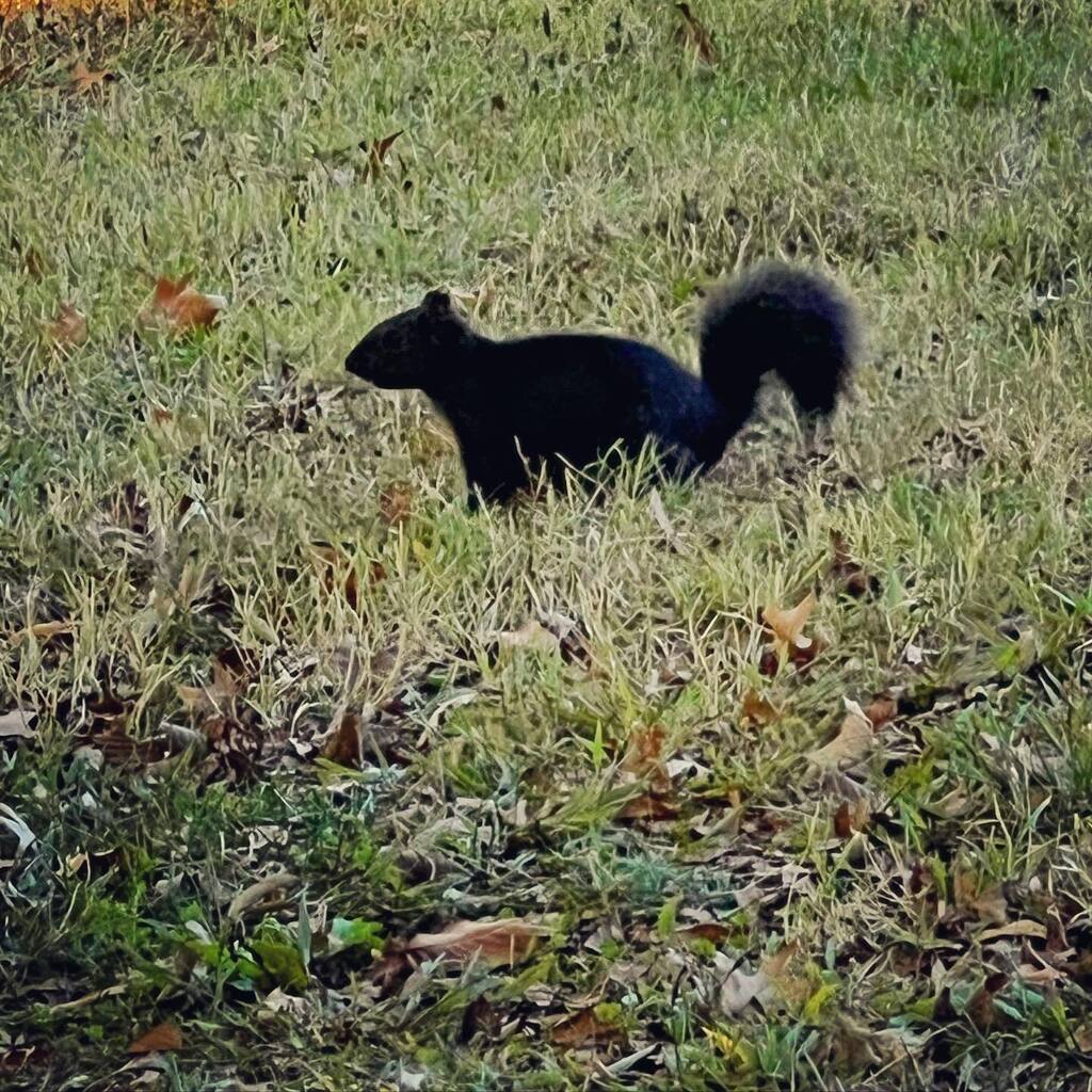 CharityJen's tweet photo. Behold, the black beauty of Crystal City!
🌰
#blacksquirrel #prideofdc #busybusy #preparingforwinter #manynutstobury https://t.co/7oOk00ezXx