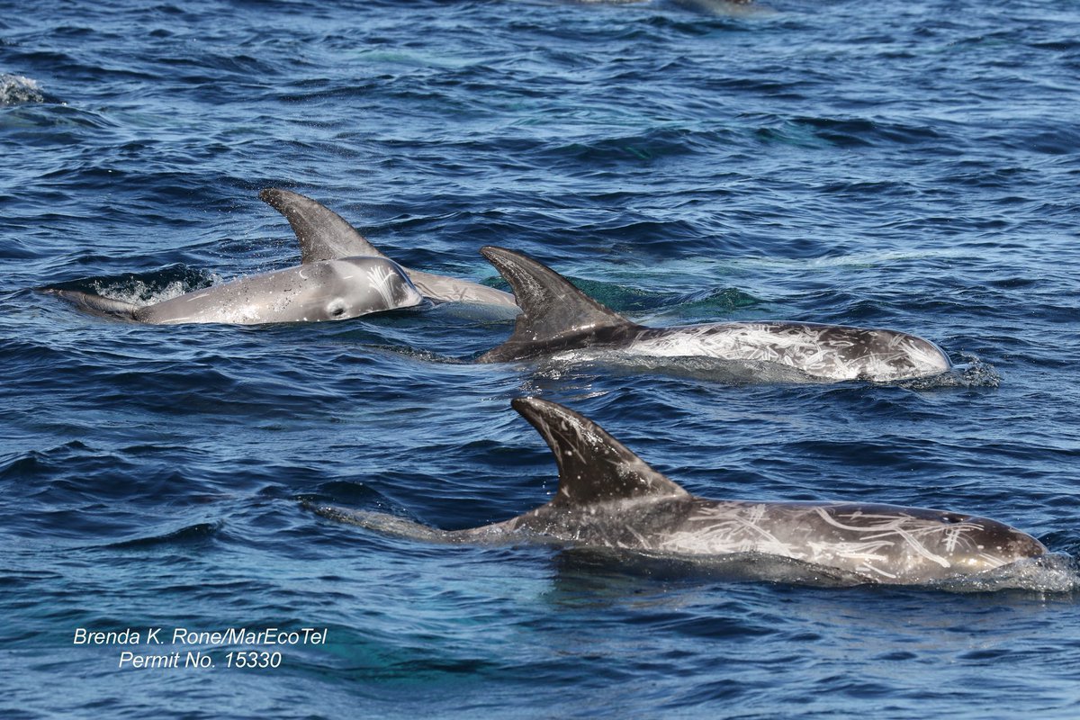 New paper published in Frontiers in Marine Science about movements and diving behavior of Risso’s #Dolphins in #California.  Link to paper available on our website.