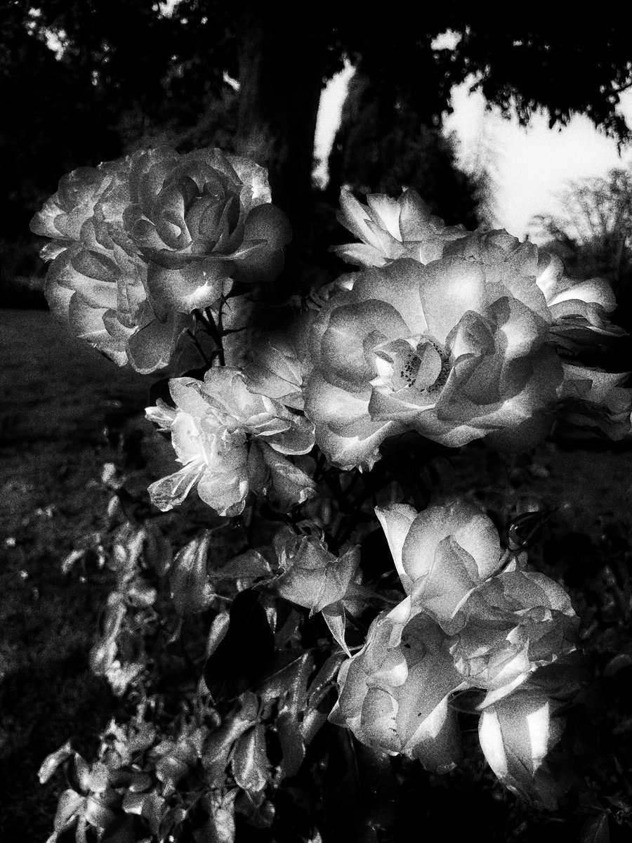 sdetroy's tweet photo. A final ? Trip to the rose gardens
Oh the rains are coming
rose blossoms will be ending
#Rose #futurenfts #rosemodels
#whatscoming #DigitalArtists #techspressionism #blackandwhite #cameraapp https://t.co/PSARVwxR53