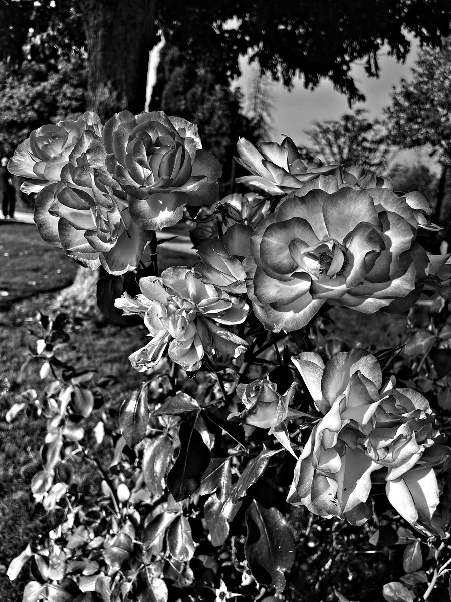 sdetroy's tweet photo. A final ? Trip to the rose gardens
Oh the rains are coming
rose blossoms will be ending
#Rose #futurenfts #rosemodels
#whatscoming #DigitalArtists #techspressionism #blackandwhite #cameraapp https://t.co/PSARVwxR53
