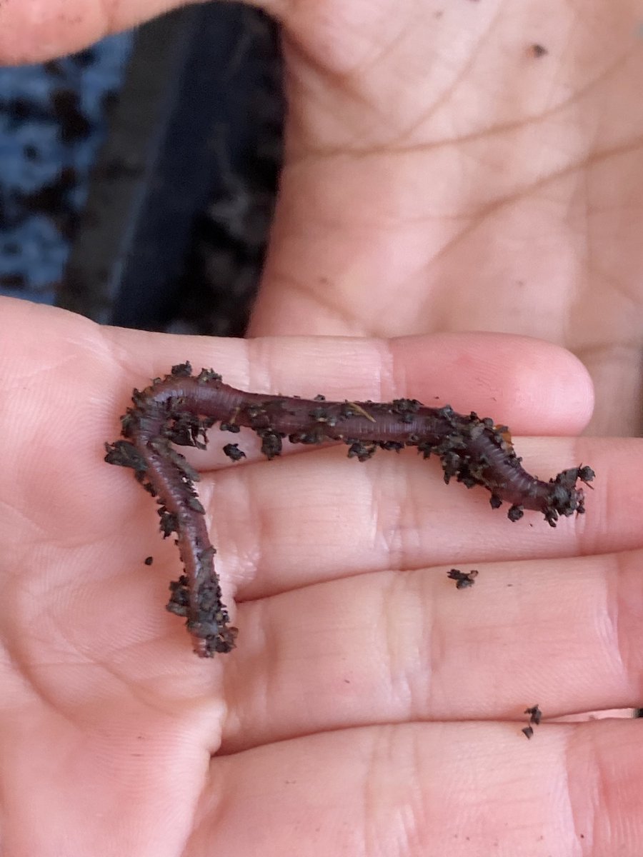 WlpsYear2's tweet image. 2H learned lots about how worms play a huge role in our environment. #environmentalexperts #wormfarm #getmucky #wigglewiggle