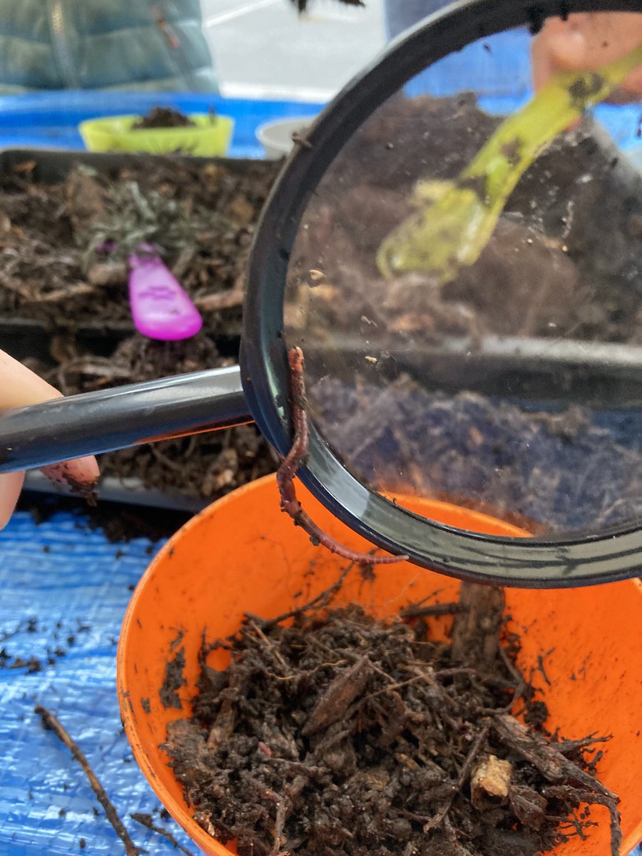 WlpsYear2's tweet image. 2H learned lots about how worms play a huge role in our environment. #environmentalexperts #wormfarm #getmucky #wigglewiggle