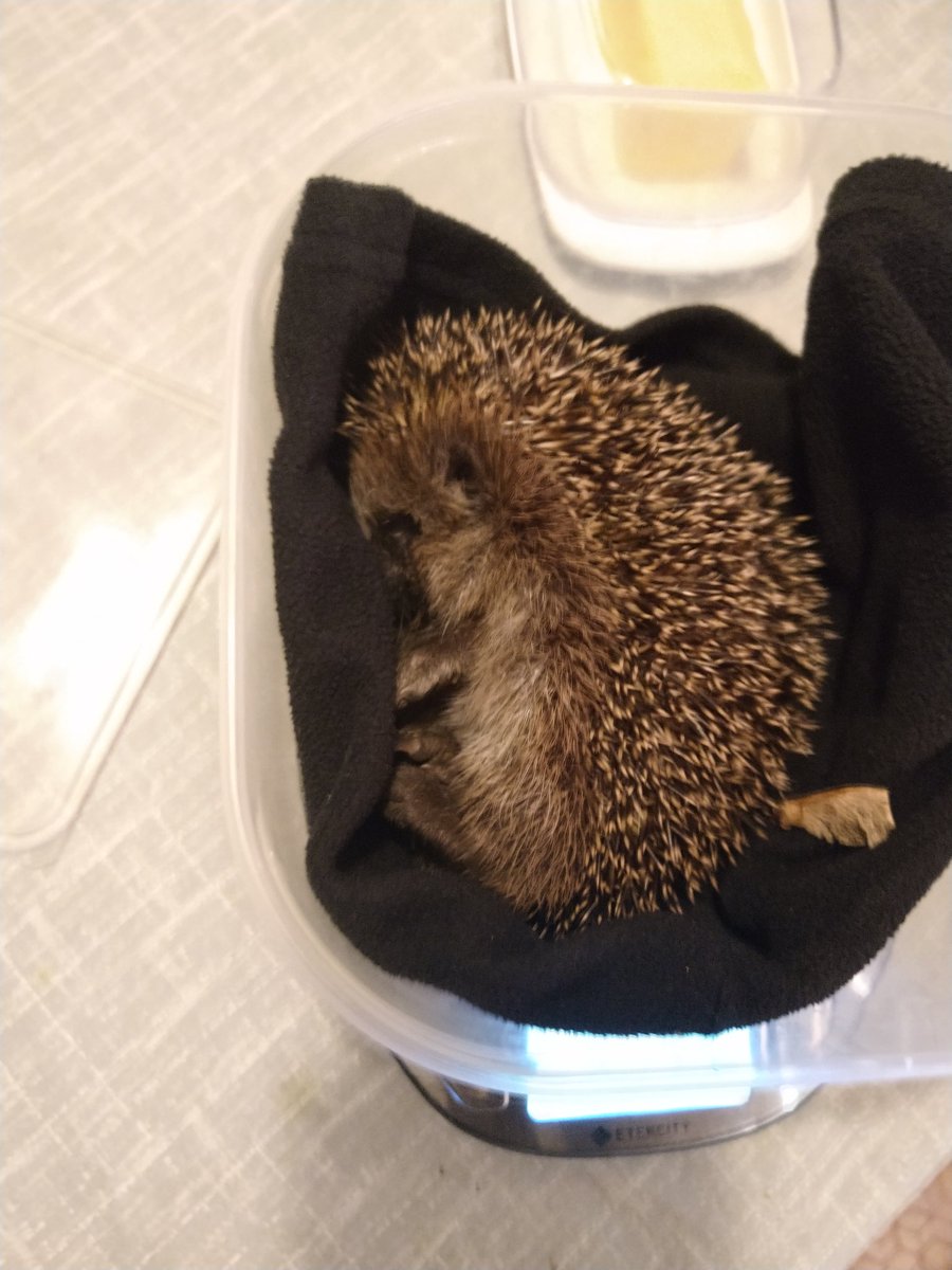 K8nte's tweet photo. @squirrelpics1 Dann ist ja gut ich hab den hier mit 270g bei unserer Igel-Mutti abgeben war stark verwurmt https://t.co/UTNCoXH4RA